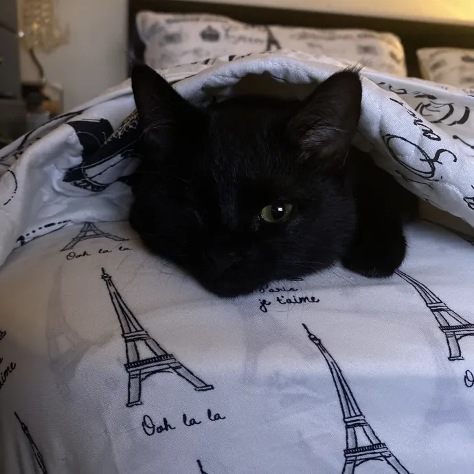 Gentle Reliable Cat Sitter