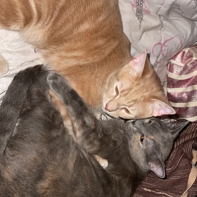 Gentle Reliable Cat Sitter