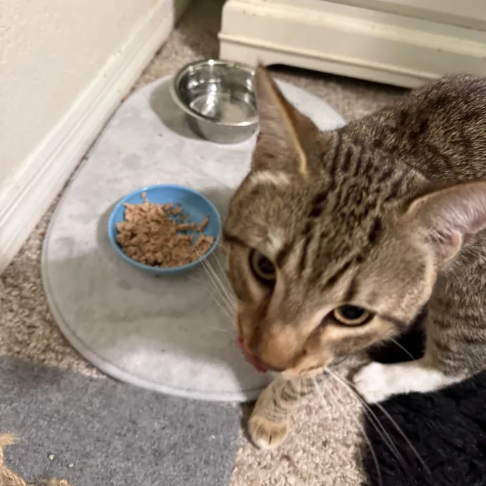 Gentle Reliable Cat Sitter