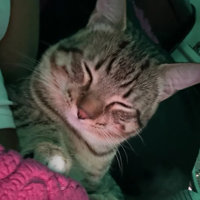 Gentle Reliable Cat Sitter