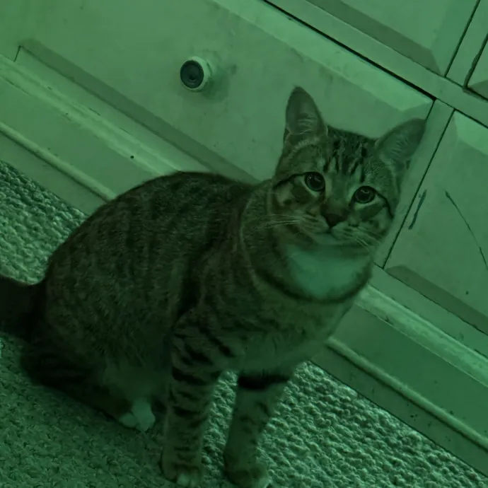Gentle Reliable Cat Sitter