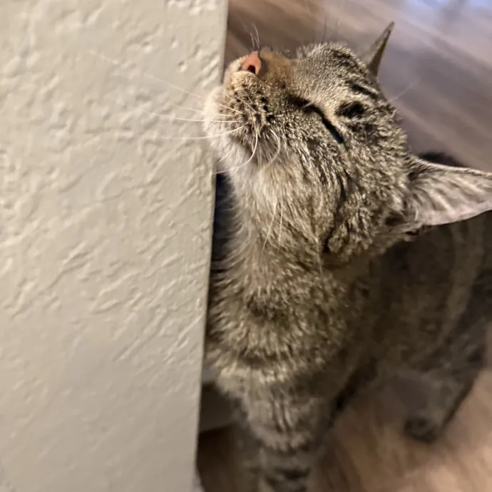 Gentle Reliable Cat Sitter photo 4