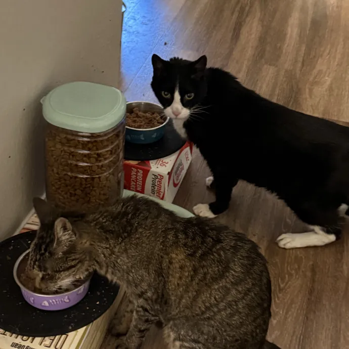Gentle Reliable Cat Sitter photo 3