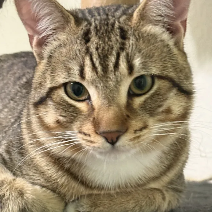 Gentle Reliable Cat Sitter photo 2