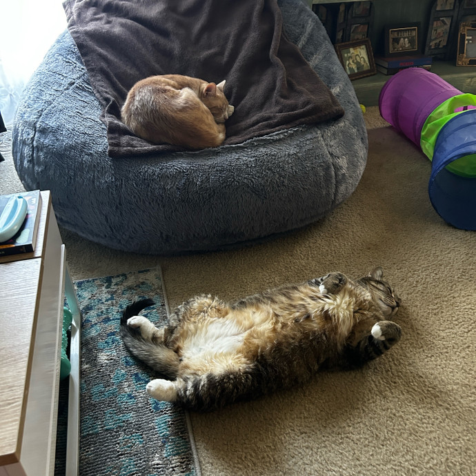 Cat Lover And Mommy