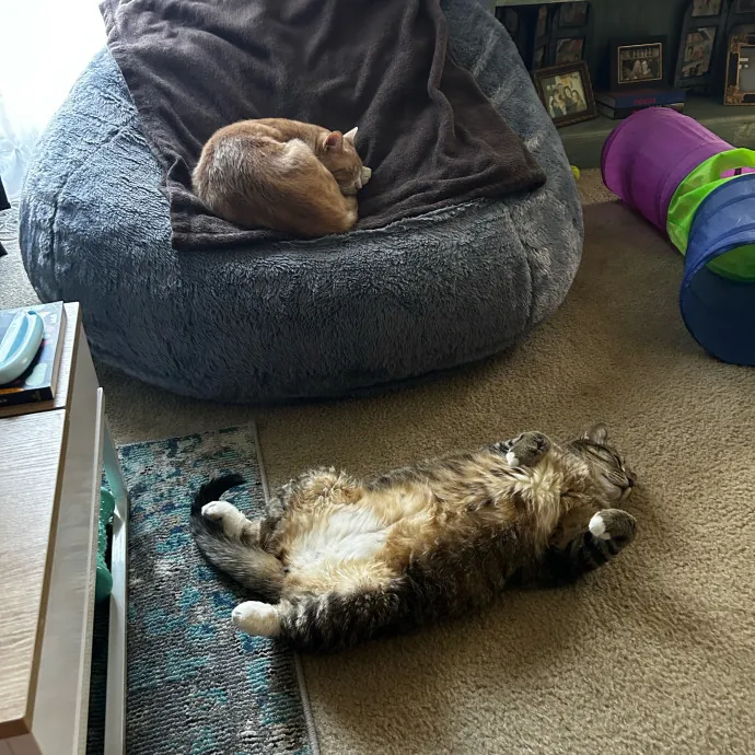Cat Lover And Mommy