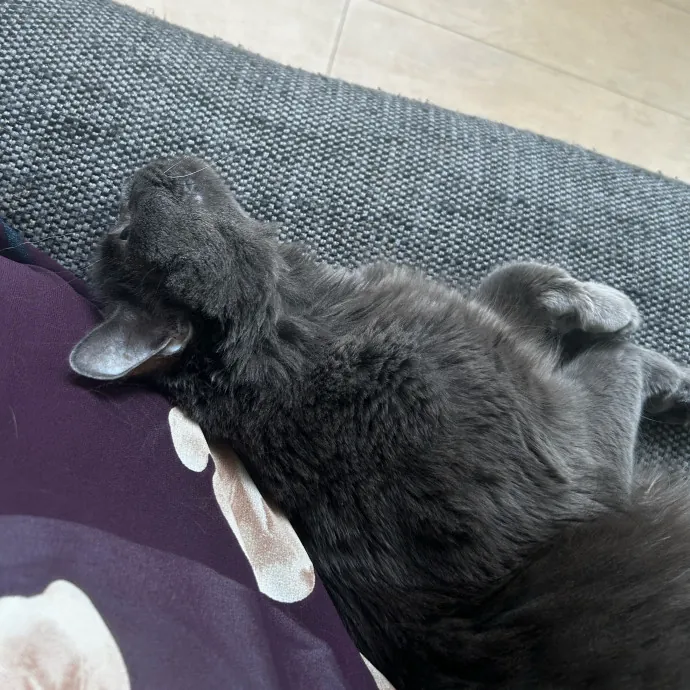 Cat Lover And Mommy