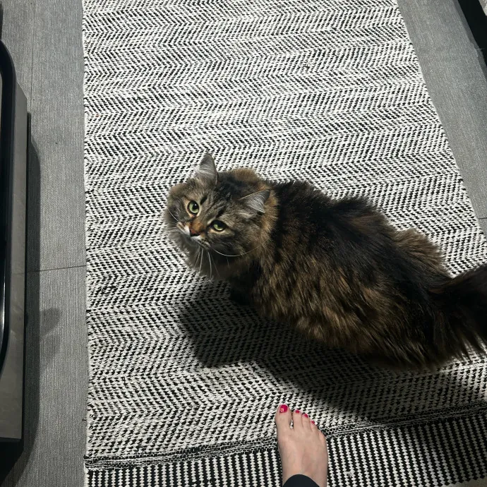 Cat Lover And Mommy