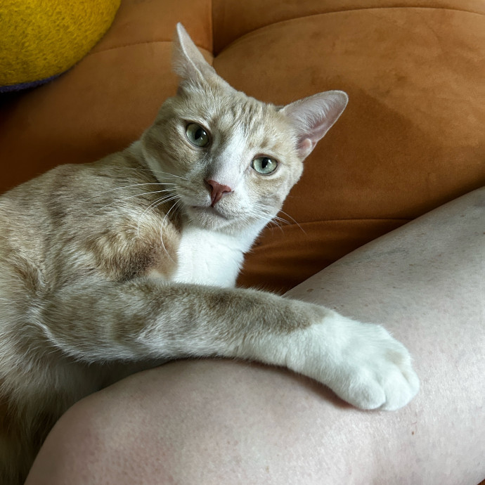 Cat Lover And Mommy