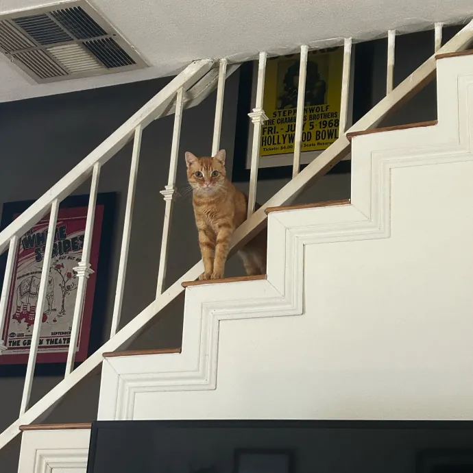 Cat Lover And Mommy