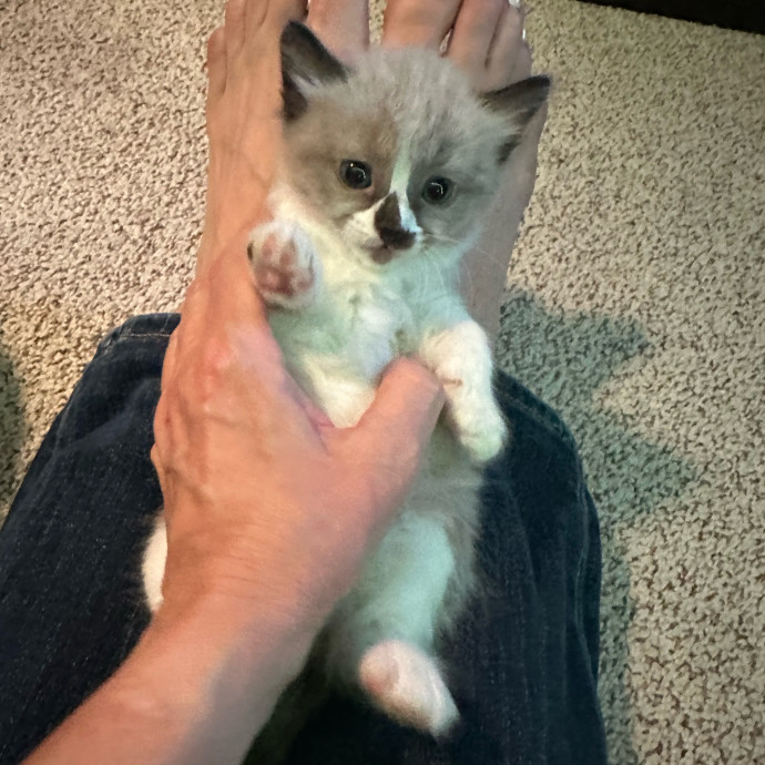 Cat Lover And Mommy