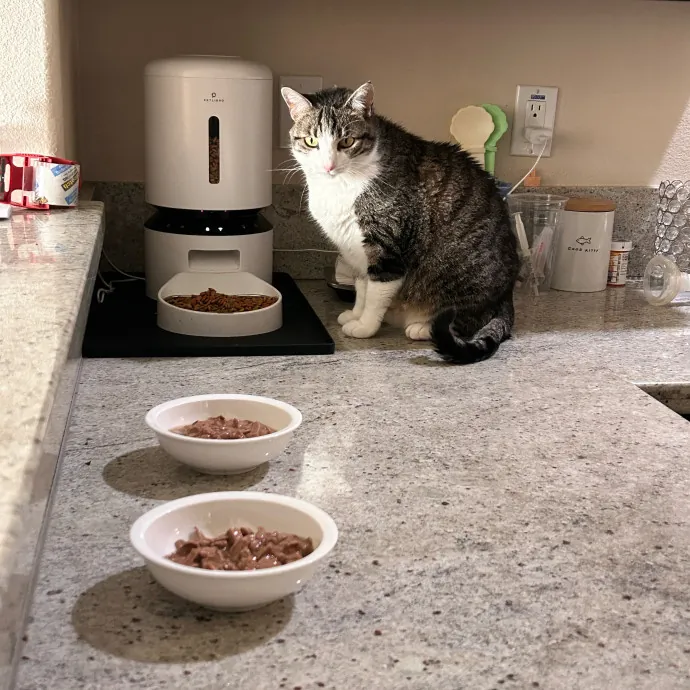 Cat Lover And Mommy