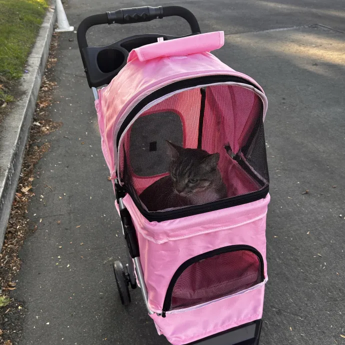 Cat Lover And Mommy