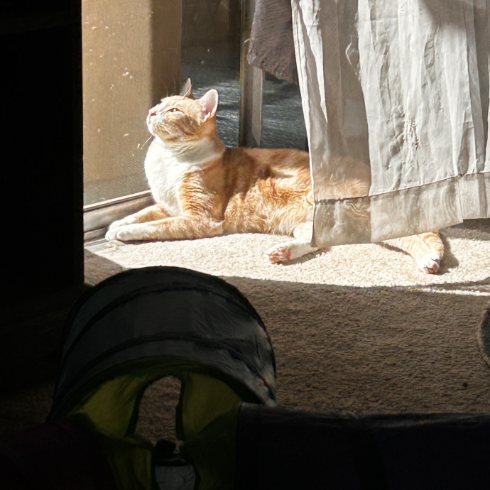 Cat Lover And Mommy
