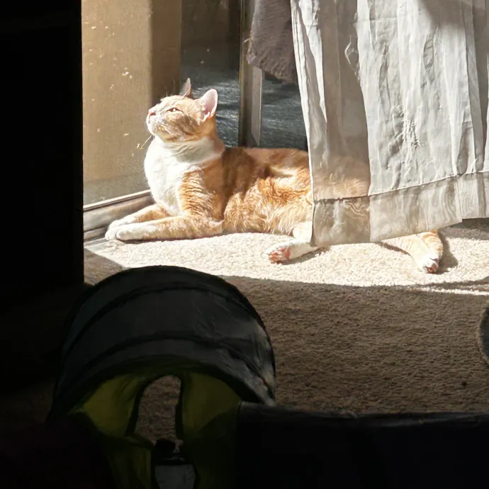 Cat Lover And Mommy