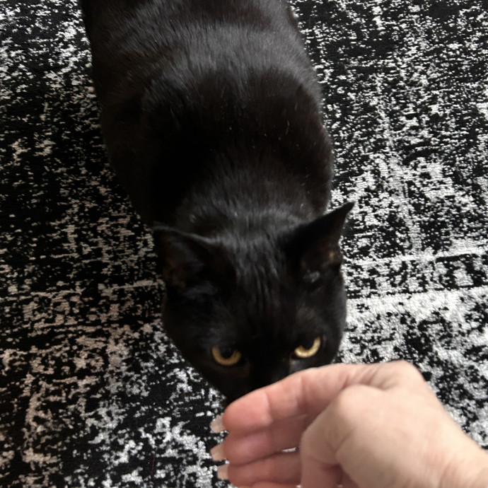 Cat Lover And Mommy