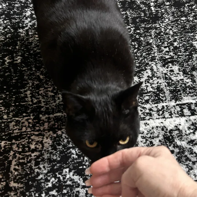 Cat Lover And Mommy