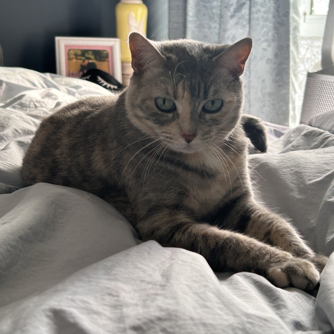 Cat Lover And Mommy photo 2