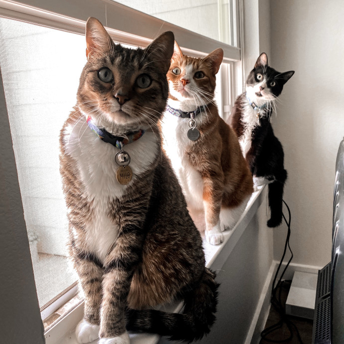 Cher's Cat Care photo 2