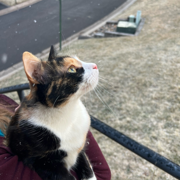 Ella's Kitty Care