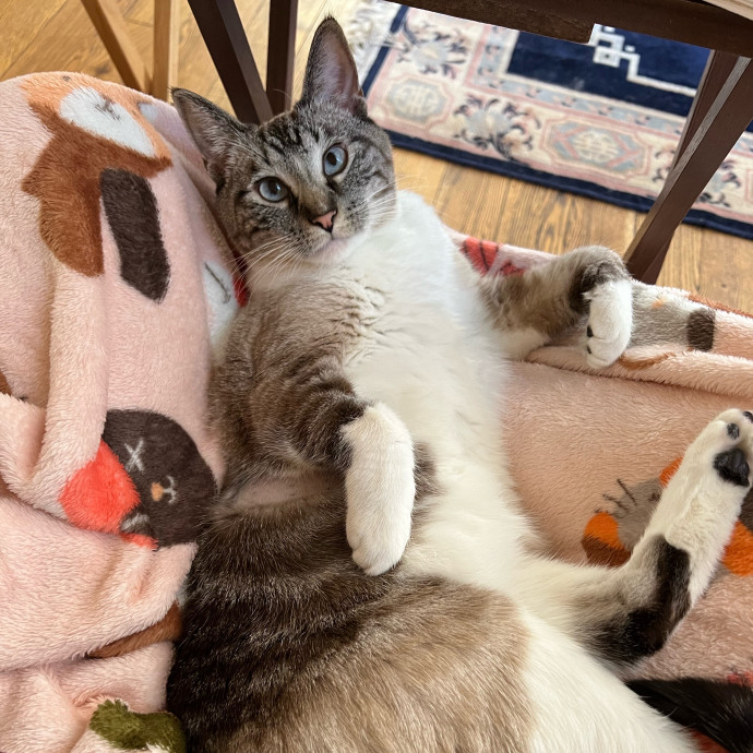 Ella's Kitty Care