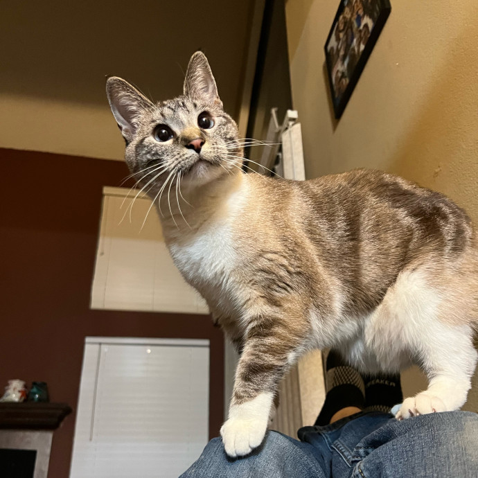 Ella's Kitty Care