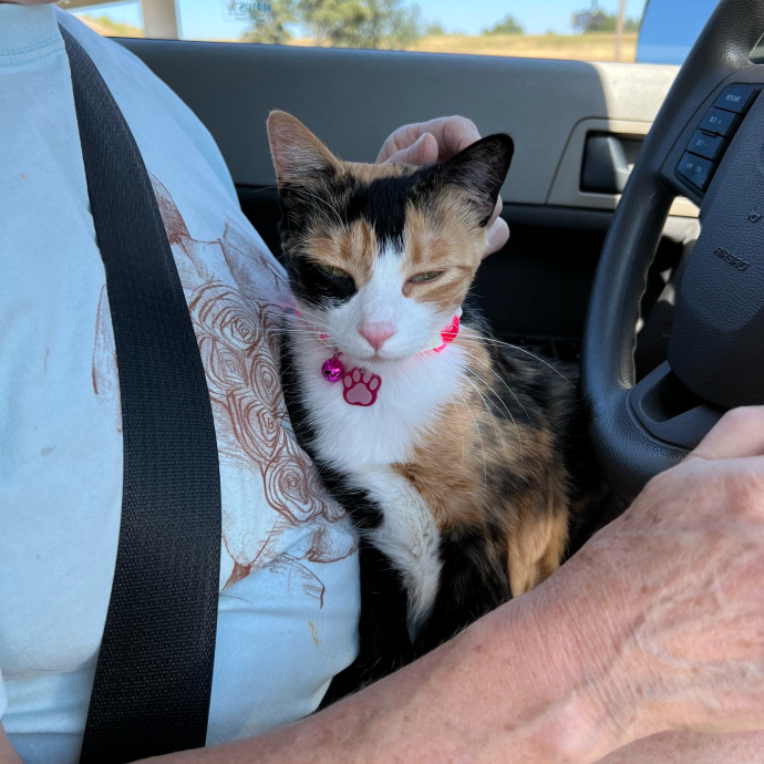 Ella's Kitty Care