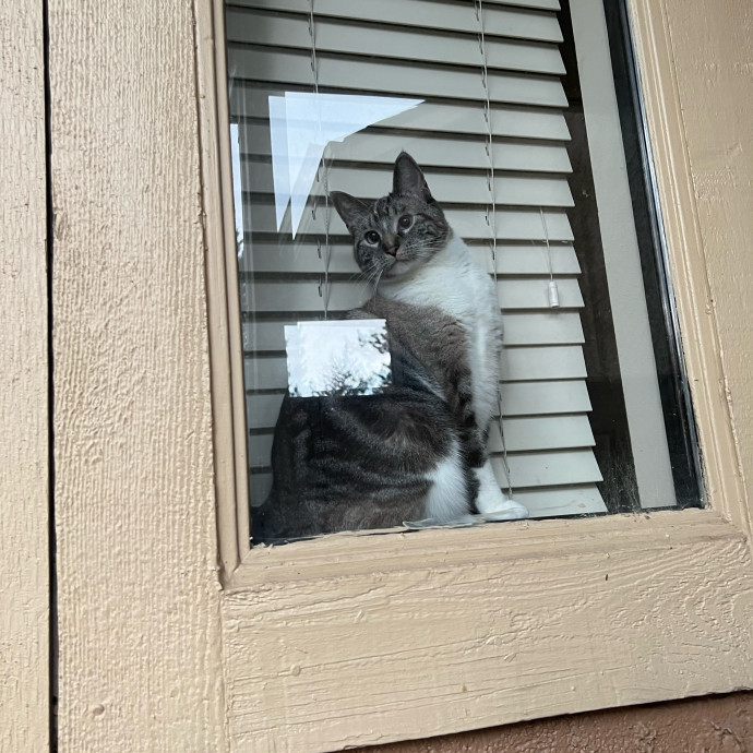Ella's Kitty Care