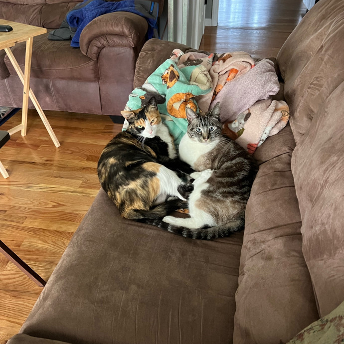 Ella's Kitty Care