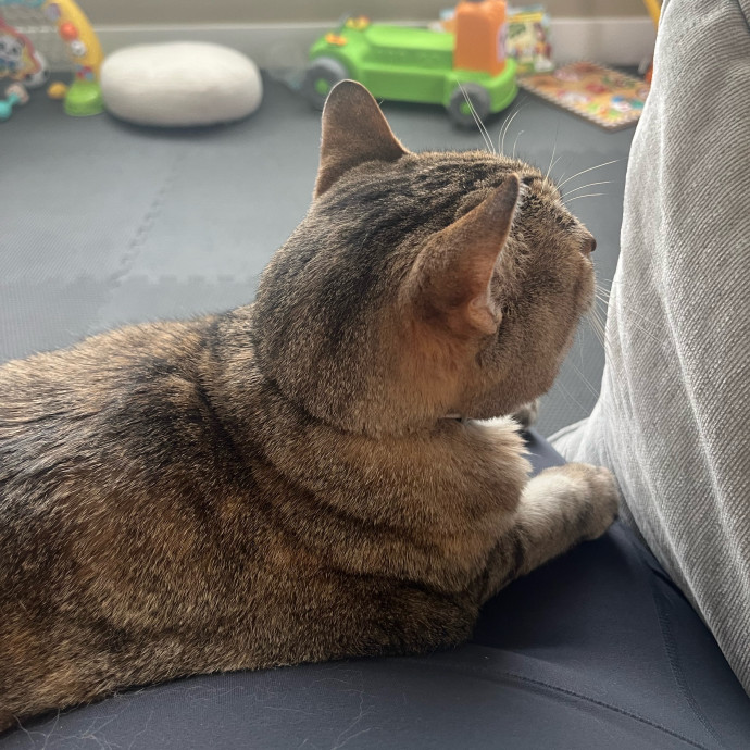 Lifelong Cat Lover  Seasoned Sitter