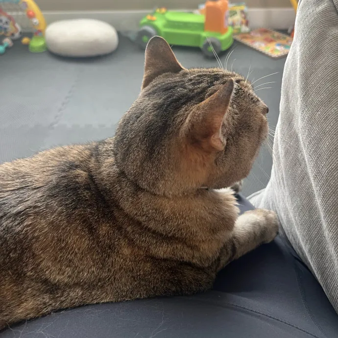 Lifelong Cat Lover  Seasoned Sitter