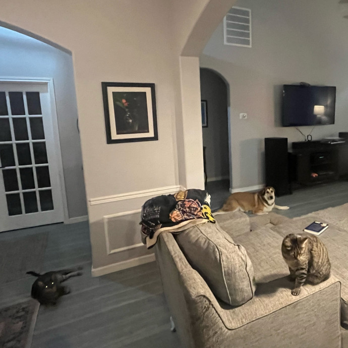 Lifelong Cat Lover  Seasoned Sitter