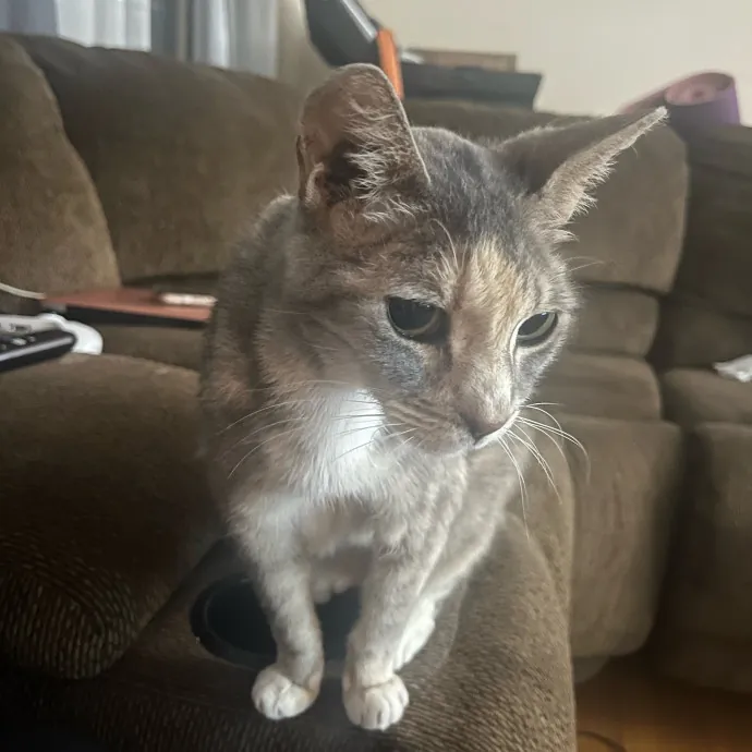 Lifelong Cat Lover  Seasoned Sitter