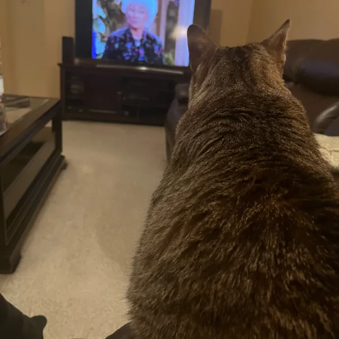 Lifelong Cat Lover  Seasoned Sitter