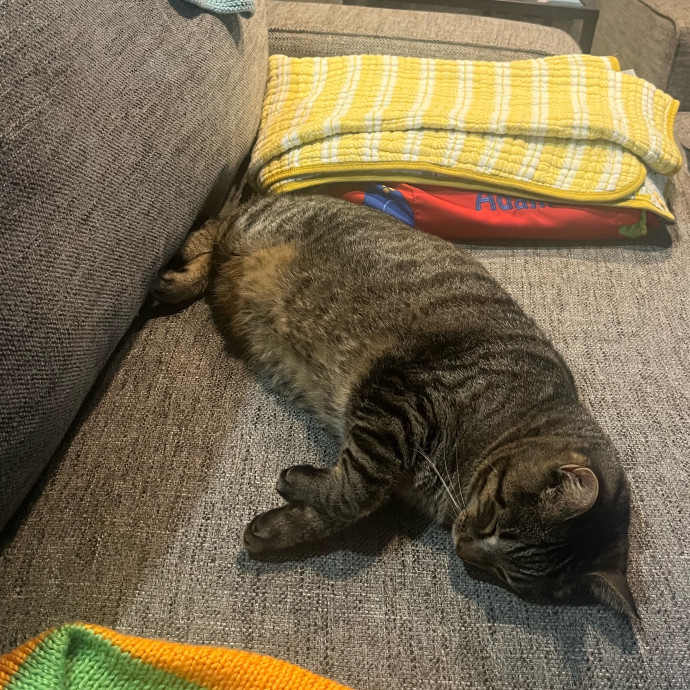 Lifelong Cat Lover  Seasoned Sitter