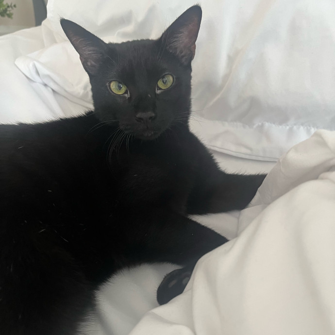 Lifelong Cat Lover  Seasoned Sitter