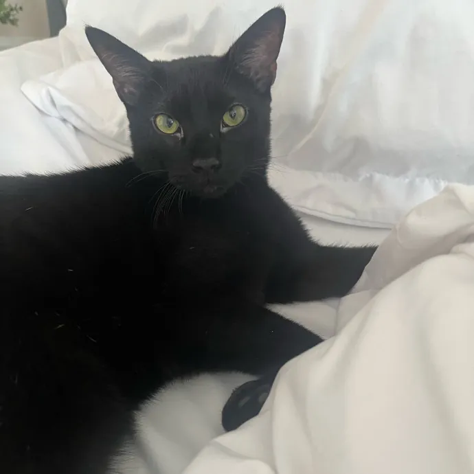 Lifelong Cat Lover  Seasoned Sitter photo 3