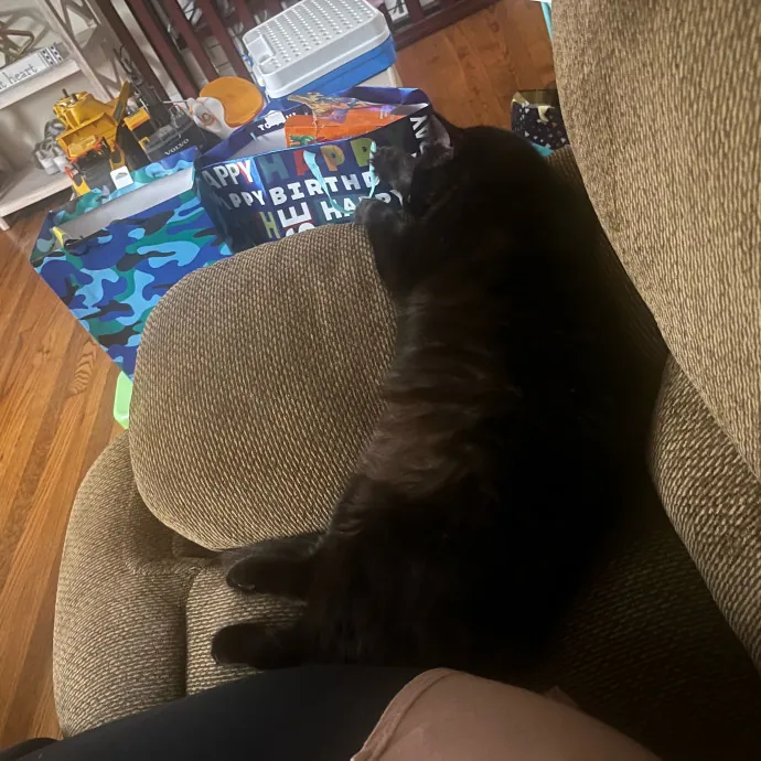 Lifelong Cat Lover  Seasoned Sitter photo 2