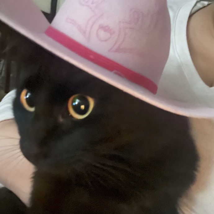 Lifelong Cat Lover  Seasoned Sitter
