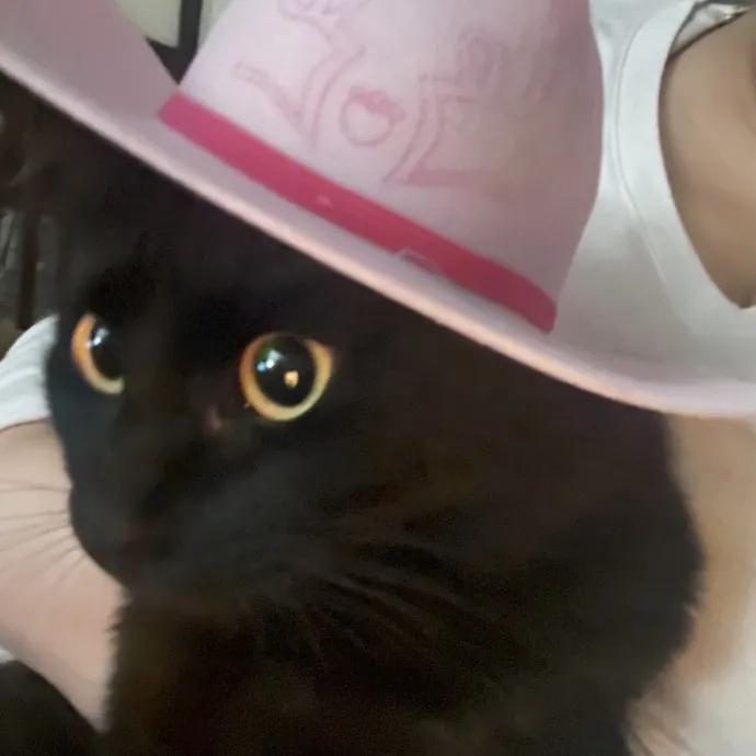 Lifelong Cat Lover  Seasoned Sitter