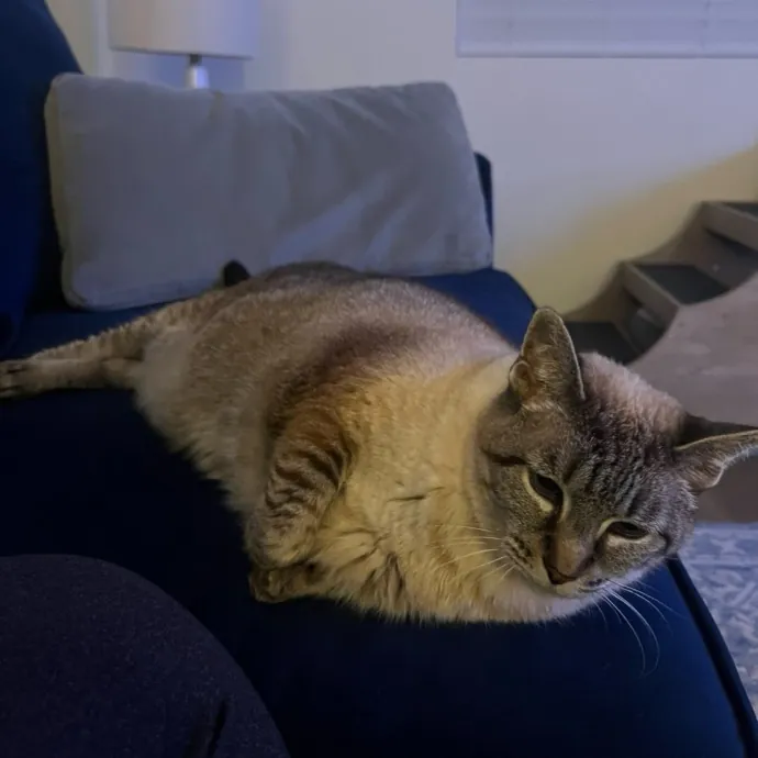 Lifelong Cat Lover  Seasoned Sitter
