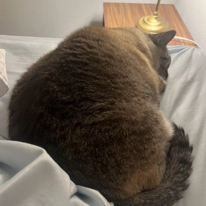 Lifelong Cat Lover  Seasoned Sitter photo 4