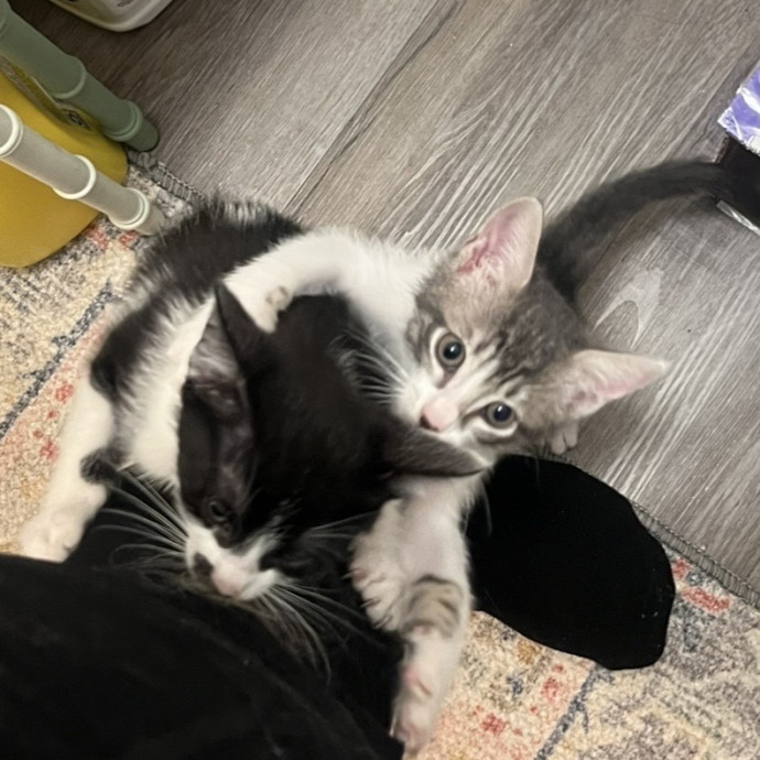 Lifelong Cat Lover  Seasoned Sitter