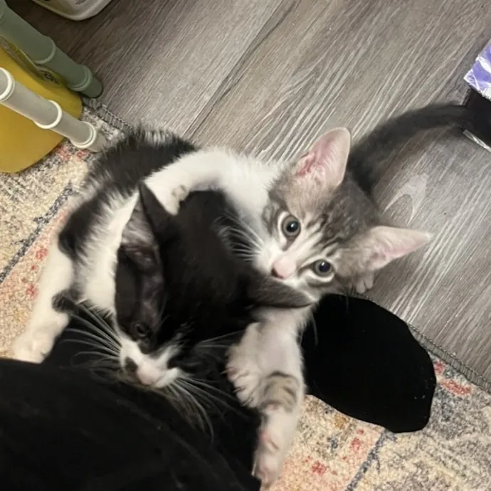 Lifelong Cat Lover  Seasoned Sitter photo 3