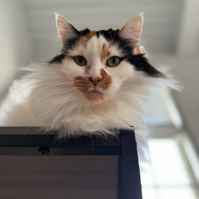 Experienced Responsible Cat Sitter