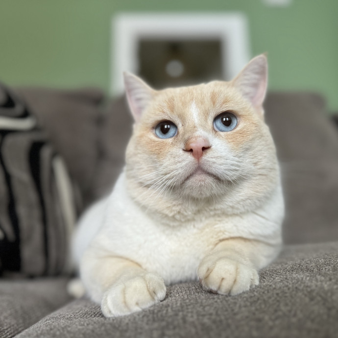 Experienced Responsible Cat Sitter