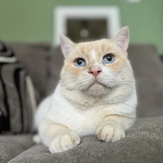 Experienced Responsible Cat Sitter