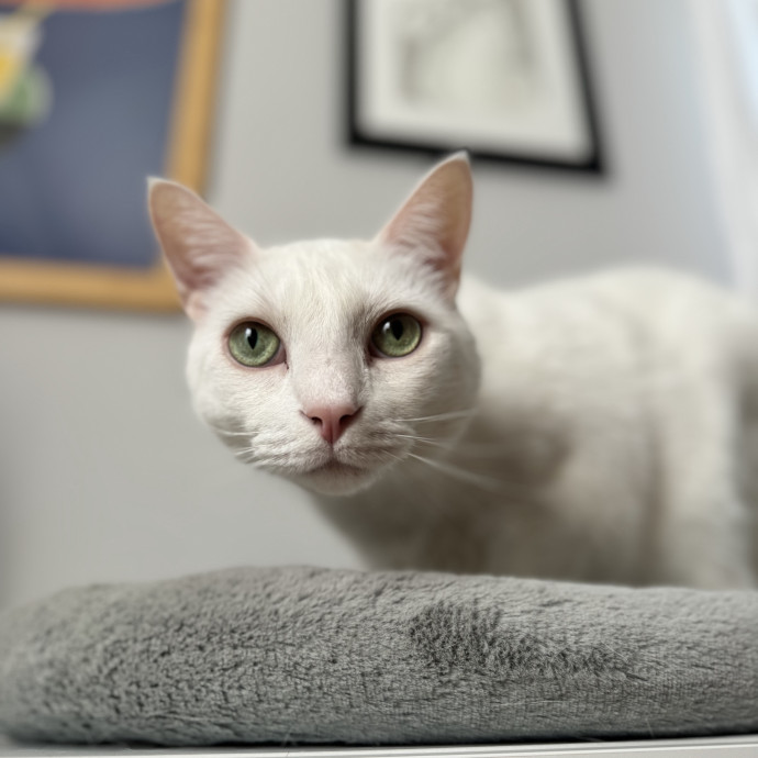 Experienced Responsible Cat Sitter