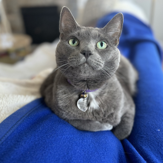 Experienced Responsible Cat Sitter