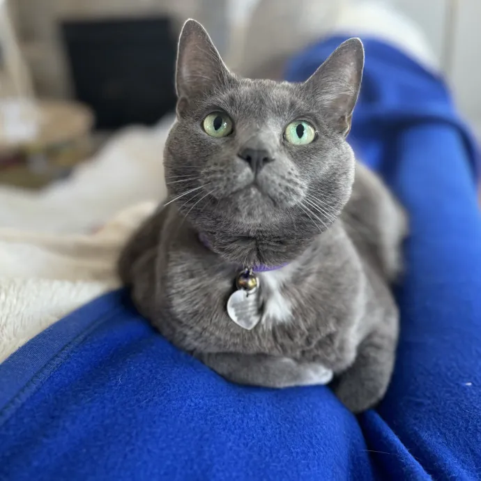 Experienced Responsible Cat Sitter
